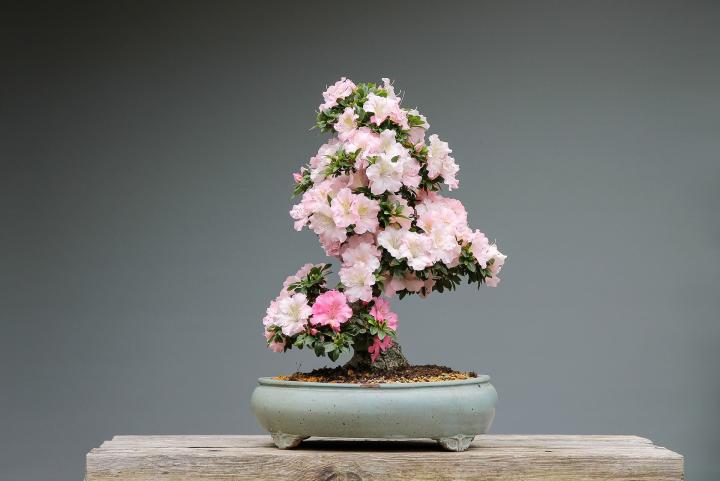 bonsai-3125722_1920_full_width.jpg